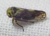 Oncopsis sp.
